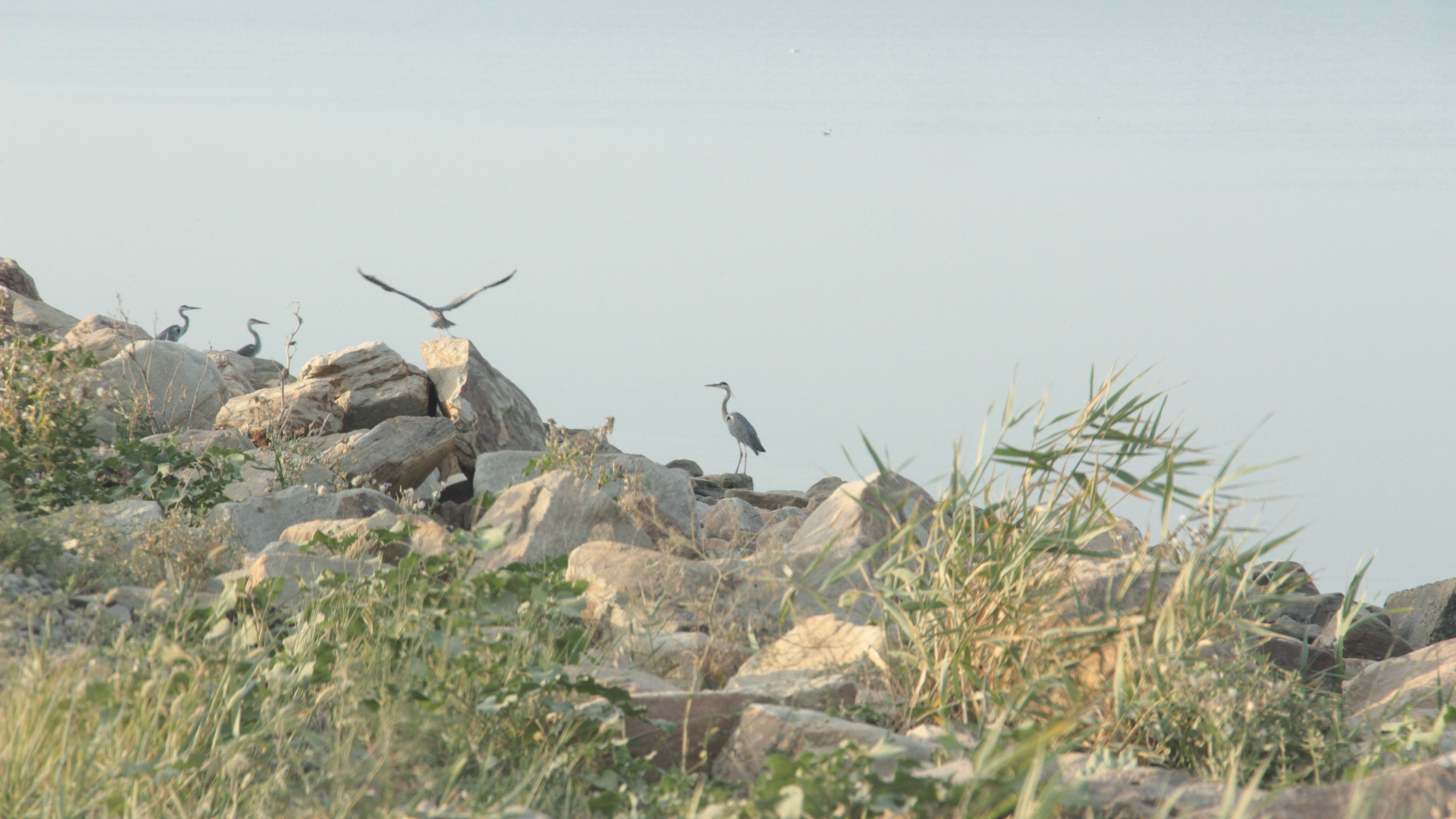 вадим бирюков ейская коса. енотовидная собака бешеная. астрахань дельта волги экскурсии ,птичий базар. птичий остров волгоград. ейская коса птичий остров.